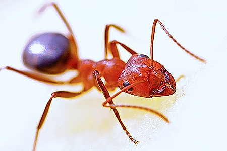 Ant