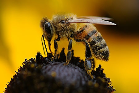 Bee3