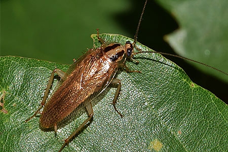 Cockroach