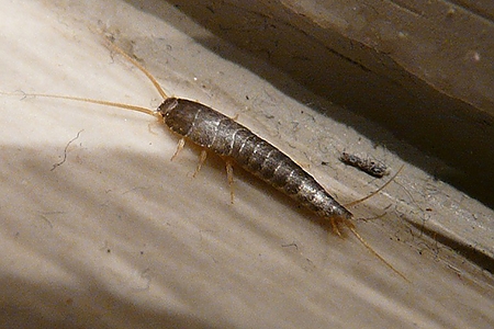 Silverfish