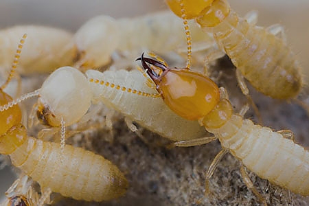 Termites