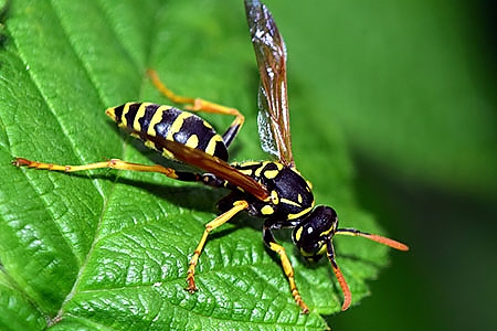 Wasp