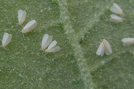 Whitefly