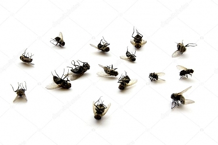 depositphotos_11768564-stock-photo-dead-flies